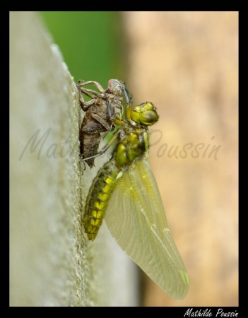 Emergence d'une libellule déprimée